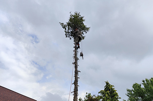 Fakivágás