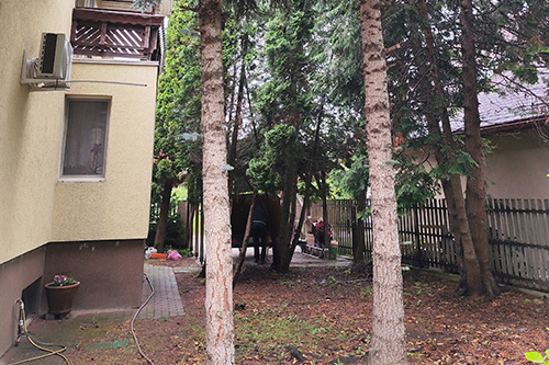 Fakivágás